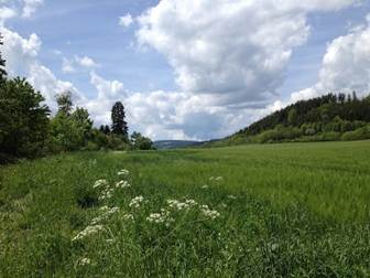 Landschaftsaufnahme Schwarzwald im Sommer
